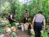 Polres Pulau Morotai Musnahkan  Ribuan Liter Miras Dilokasi Pabrik