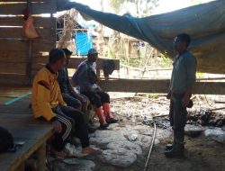 Polres Halsel Mulai Hentikan Aktivitas Penambang Kusubibi