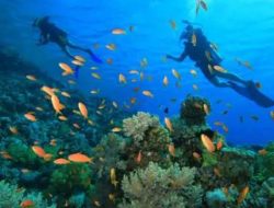 Tingkatkan PAD Dispar Halmahera Selatan Manfaatkan Potensi Spot Diving