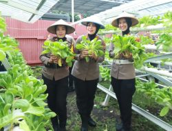Aksi Nyata Dukung Ketahanan Pangan, Kapolres Ternate Panen Sayur