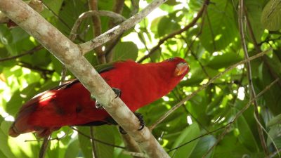 Burung Kasturi Ternate berhasil dilepasliarkan.