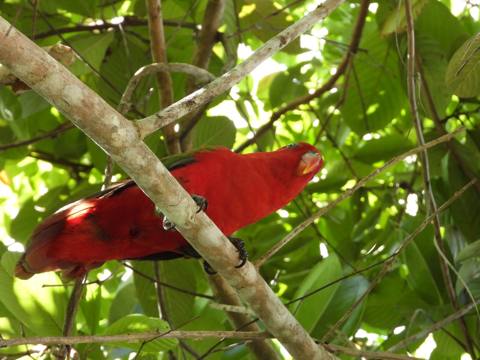 Burung Kasturi Ternate berhasil dilepasliarkan.