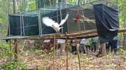 Pulang Ke Rimba Halmahera: 10 Burung Paruh Bengkok Kembali Ke Alam di Resor Tayawi