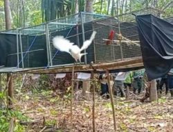 Pulang Ke Rimba Halmahera: 10 Burung Paruh Bengkok Kembali Ke Alam di Resor Tayawi